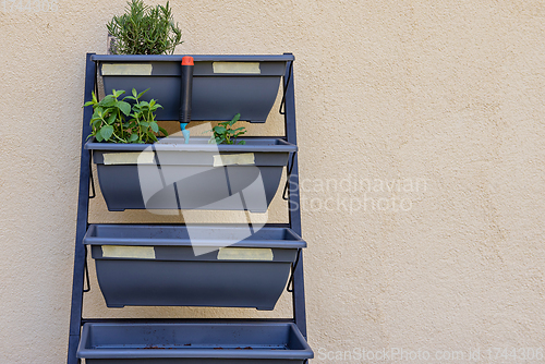 Image of Horizontal shot of small vertical garden, hobby