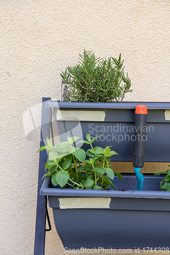 Image of Vertical shot of small vertical garden, hobby