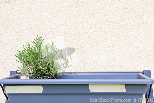 Image of Horizontal shot of small rosemary on pot