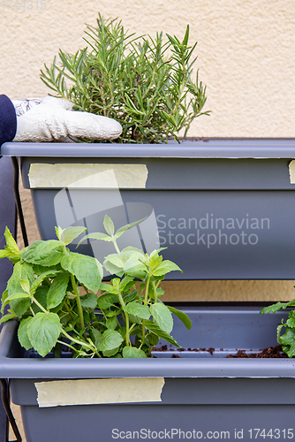 Image of Vertical shot of small vertical garden, hobby