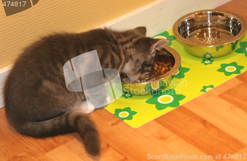 Image of Kitten eating