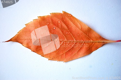 Image of Leaf