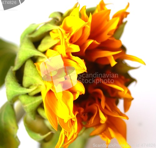 Image of Sunflower