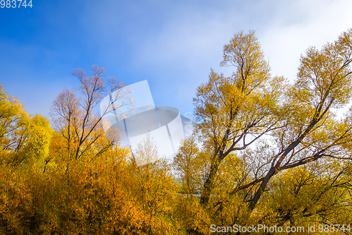 Image of Yellow forest in New Zealand mountains