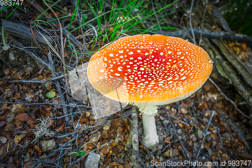 Image of Amanita muscaria. fly agaric toadstool