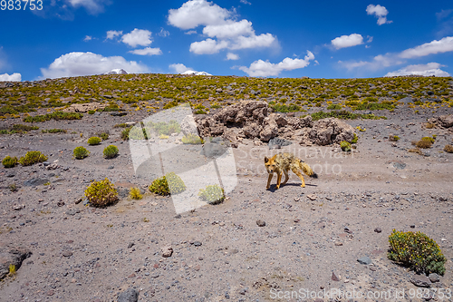 Image of Red fox in Altiplano desert, sud Lipez reserva, Bolivia