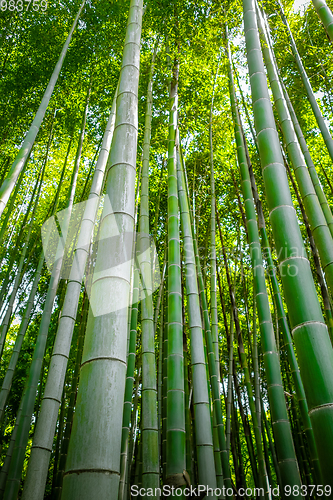 Image of Arashiyama bamboo forest, Kyoto, Japan