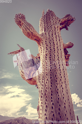 Image of Dry giant cactus in the desert, Argentina