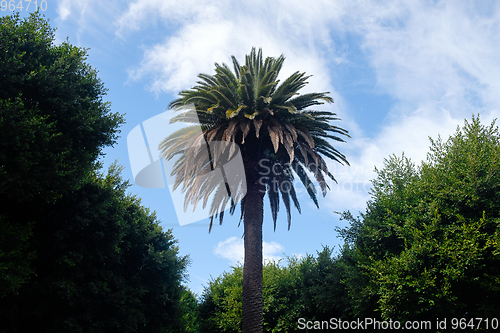 Image of palm tree on tenerife island