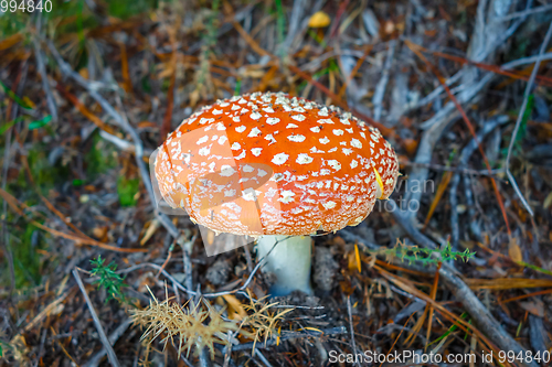 Image of Amanita muscaria. fly agaric toadstool