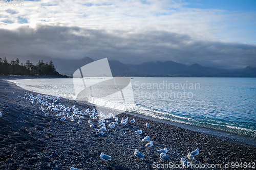 Image of Kaikoura coast and beach, New Zealand