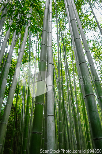 Image of Arashiyama bamboo forest, Kyoto, Japan