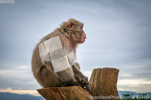 Image of Japanese macaque on a trunk, Iwatayama monkey park, Kyoto, Japan