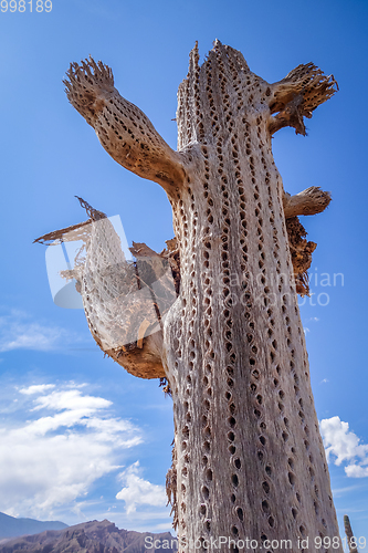 Image of Dry giant cactus in the desert, Argentina