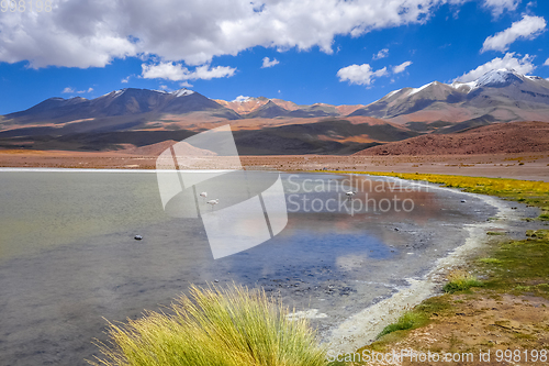 Image of Pink flamingos in altiplano laguna, sud Lipez reserva, Bolivia