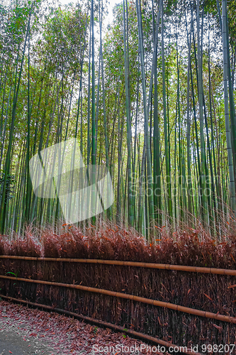 Image of Arashiyama bamboo forest, Kyoto, Japan