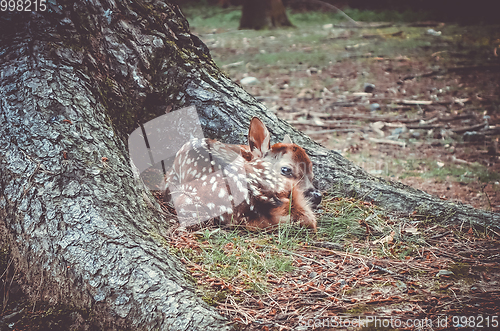 Image of Sika fawn deer in Nara Park forest, Japan