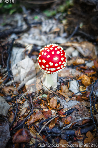 Image of Amanita muscaria. fly agaric toadstool