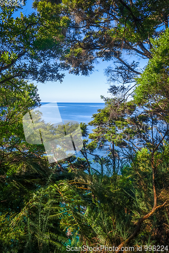 Image of Track view in Abel Tasman National Park, New Zealand