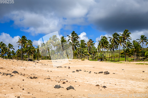 Image of Palm trees on Anakena beach, easter island