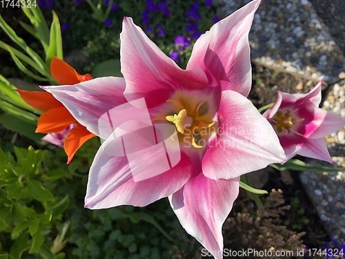 Image of Pink Tulip