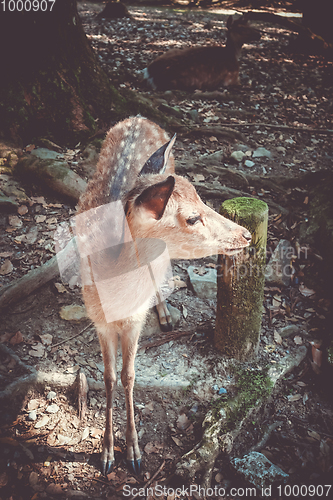 Image of Sika fawn deer in Nara Park forest, Japan