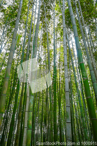 Image of Arashiyama bamboo forest, Kyoto, Japan