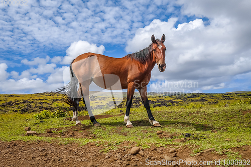 Image of Horse in easter island field