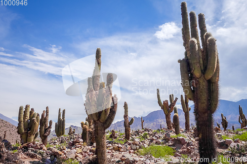 Image of giant cactus in the desert, Argentina