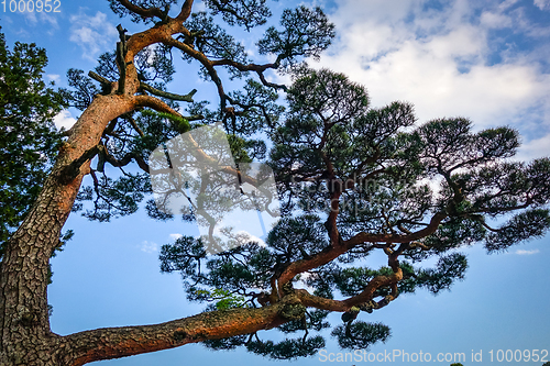 Image of japanese black pine on a blue sky, Nikko, Japan