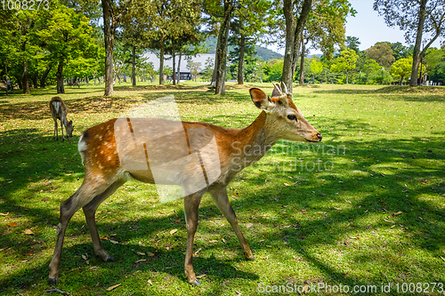 Image of Sika deers in Nara Park, Japan