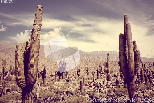 Image of giant cactus in the desert, Argentina