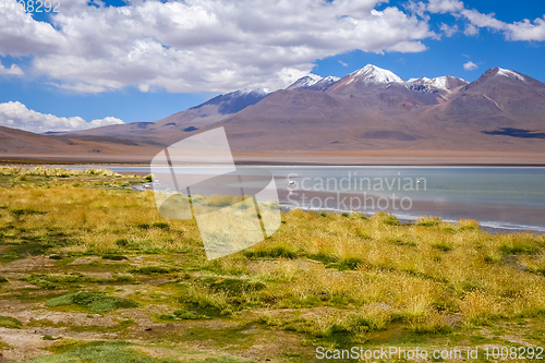 Image of Pink flamingos in altiplano laguna, sud Lipez reserva, Bolivia