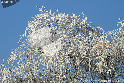 Image of Tree with snow