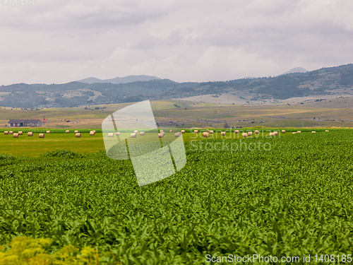 Image of Rolls of hay in a wide field