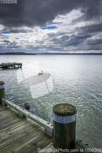 Image of Swan on Rotorua lake, New Zealand