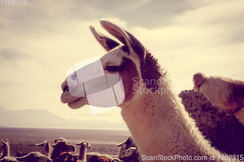 Image of Lamas herd in Bolivia