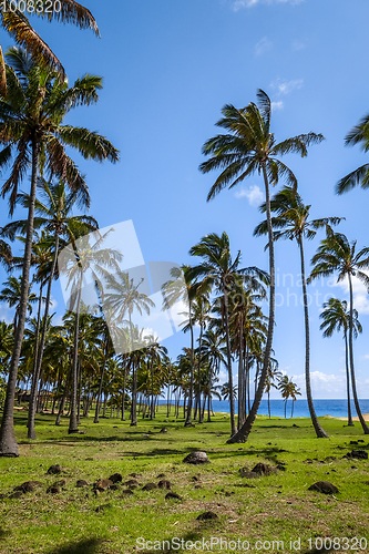 Image of Palm trees on Anakena beach, easter island