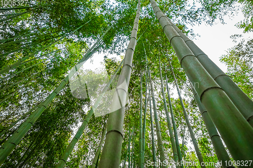 Image of Arashiyama bamboo forest, Kyoto, Japan