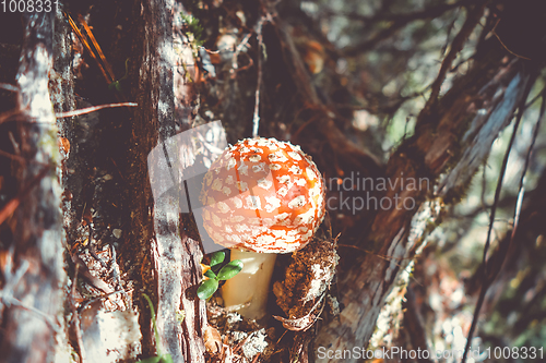 Image of Amanita muscaria. fly agaric toadstool