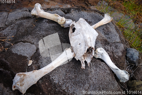 Image of Horse skull and bones