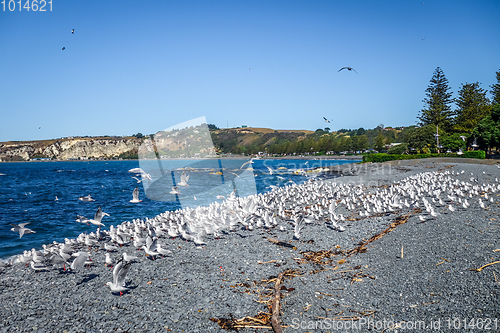 Image of Seagulls on Kaikoura beach, New Zealand