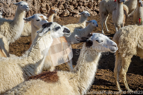 Image of Lamas herd in Bolivia