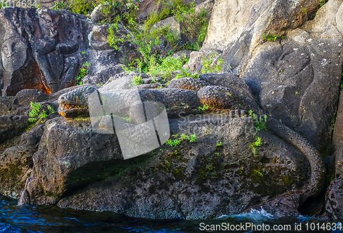 Image of Maori rock carvings, Lizard, Taupo Lake, New Zealand