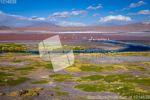 Image of Laguna colorada in sud Lipez Altiplano reserva, Bolivia