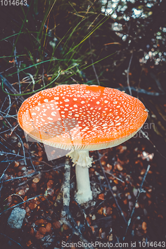 Image of Amanita muscaria. fly agaric toadstool