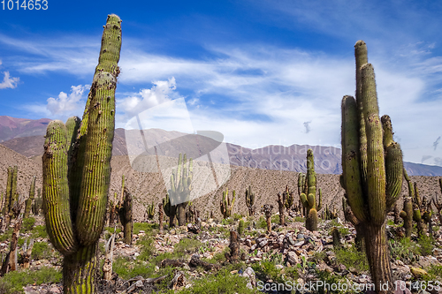 Image of giant cactus in the desert, Argentina