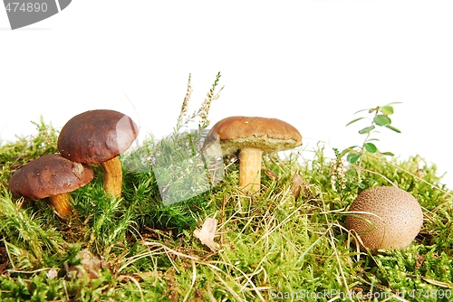 Image of Mushrooms