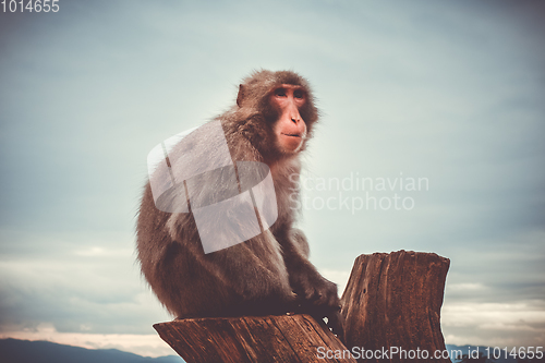 Image of Japanese macaque on a trunk, Iwatayama monkey park, Kyoto, Japan