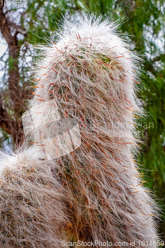 Image of Hairy Cactus in the desert